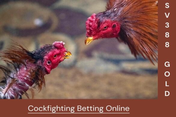 Cockfighting Betting